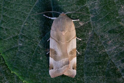 Noctua sp.